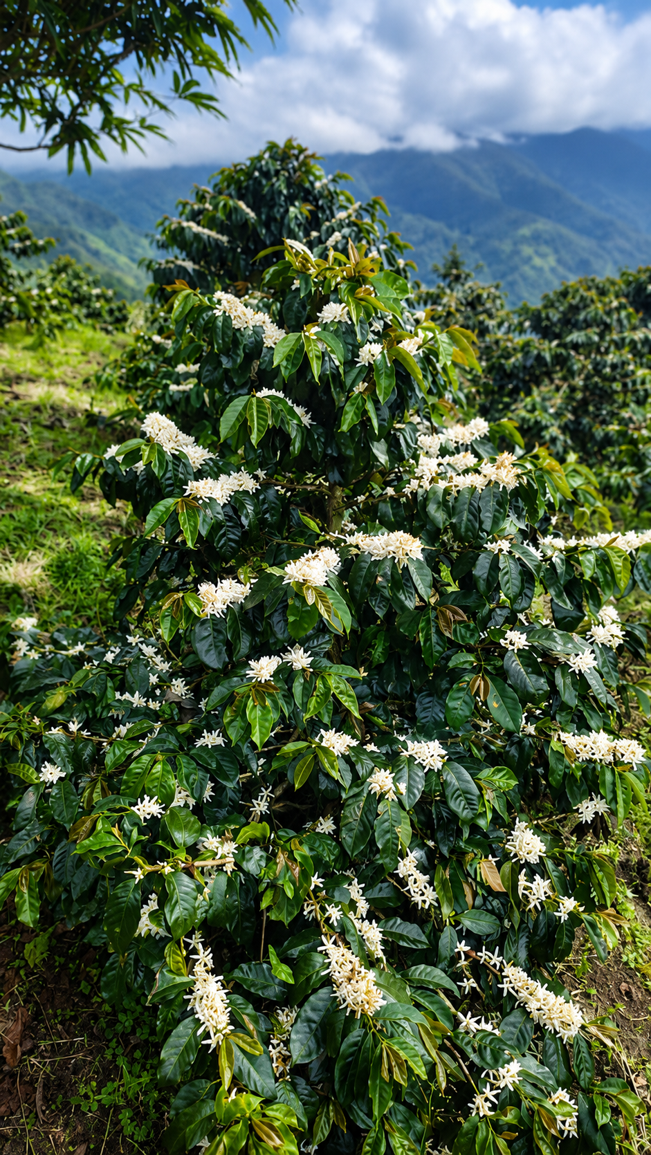 Finca cafetera al pie del Nevado del Tolima